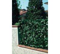 Arella Siepe Sintetica Artificiale 1,5x2m in PVC Foglie di Lauro