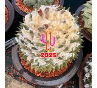 Ariocarpus Retusus Santa Rita 20 Seeds 2025
