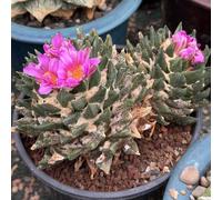 Ariocarpus Trigonus x Scapharostroides Hybrid 20 Seeds 2025