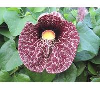 Aristolochia gigantea - Rampicante Tropicale Sempreverde H 100 cm, in Vaso - Fiori Giganti Porpora a Forma di Pipa, Ideale per Climi Miti o Serra - FOTO REALI