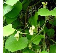 Aristolochia macrophylla - Vaso 1,5 litro (Pianta rampicante - Pianta adulta - Resistenza al freddo: Ottima) - Muri e recinzioni, Pergola, Balconi e terrazze | ClematisOnline