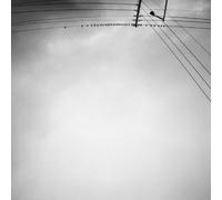 Armand, Margjeka - Hummingbird