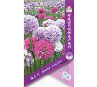 Armeria maritima (mista) * 1 confessione de 50 & # 39; s (pz) * rosa mare * Hardy perenne * parsimonia * Fleur Samen : 3 pacchetti