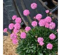 Armeria maritima - ombra selvatici resistente al calore ornamentali 250semi