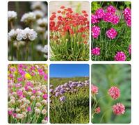 Armeria marittima primavera serrai balcone tagliati interni esotici semi perenni decorazione balcone parterre ufficio semi estate 350pcs