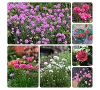 Armeria marittima - semi di rampicante balcone 600pcs
