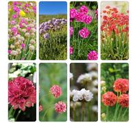 Armeria marittima serre balcone selvatici di balcone primavera perenni resistente semi perenni decorazione parterre giardino arbusto 350pcs