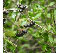 aronia, esotica balcone in vaso esterni giardino 300semi