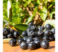 Aronia Viking 2L - È considerata una delle bacche più salutari al mondo