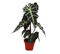 Arrow Head - Alocasia Sanderiana - Tropical Root - Alokasie
