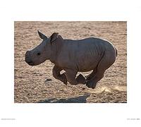 Art Group Il Gruppo di Arte Pete Seaward (Rhino Run) - Stampa Artistica 40 x 50 cm, Carta, Multicolore, 40 x 50 x 1.3 cm