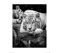 Art Group Il Gruppo di Arte Pete Seaward (Tiger Stare) - Stampa Artistica 40 x 50 cm, Carta, Multicolore, 40 x 50 x 1.3 cm