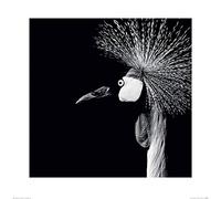 Art Group Il Nicolas Evariste (Balearica Regulorum) -Stampa Artistica 60 x 60 cm, Carta, Multicolore, 60 x 60 x 1,3 cm