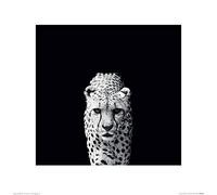 Art Group Nicolas Evariste (Acinonyx Jubatus) -Stampa Artistica, 40 x 40 cm, Carta, Multicolore, 40 x 40 x 1.3 cm