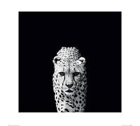 Art Group Nicolas Evariste (Acinonyx Jubatus) -Stampa Artistica 60 x 60 cm, Carta, Multicolore, 60 x 60 x 1.3 cm