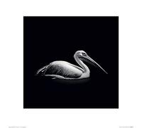 Art Group Nicolas Evariste (Pelecanus) -Stampa Artistica 40 x 40 cm, Carta, Multicolore, 40 x 40 x 1.3 cm