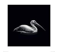 Art Group Nicolas Evariste (Pelecanus) -Stampa Artistica, 60 x 60 cm, Carta, Multicolore, 60 x 60 x 1.3 cm