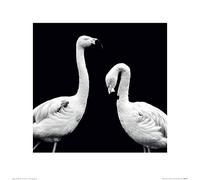 Art Group Nicolas Evariste (Phoenicopterus Roseus) -Stampa Artistica 40 x 40 cm, Carta, Multicolore, 40 x 40 x 1.3 cm
