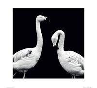 Art Group Nicolas Evariste (Phoenicopterus Roseus) -Stampa Artistica 60 x 60 cm, Carta, Multicolore, 60 x 60 x 1.3 cm