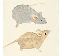 Art Group Stampa su Tela Julia Burns Timid Mice, Cotone, Multicolore, 30 x 30 x 1.3 cm