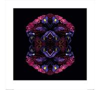 Art Group The Alyson Fennell (Floral Nirvana) - Stampa Artistica 60 x 60 cm, Carta, Multicolore, 60 x 60 x 1,3 cm