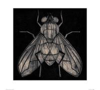 Art Group The Barry Goodman (Fly) - Stampa Artistica 60 x 60 cm, Carta, Multicolore, 60 x 60 x 1,3 cm