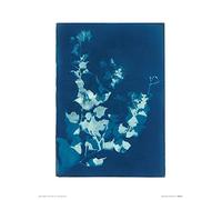 Art Group The Jo de Pear (Bougainvillea) - Stampa Artistica 30 x 40 cm, Carta, Multicolore, 30 x 40 x 1,3 cm