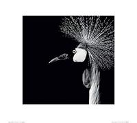 Art Group The Nicolas Evariste (Balearica Regulorum) - Stampa Artistica, 40 x 40 cm, Carta, Multicolore, 40 x 40 x 1,3 cm