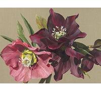 Art Group The Nightshade Hellebore - Tela, Misto Cotone, Multicolore, 60 x 80 x 1,3 cm