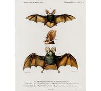 Arte da parete scientifica dei mammiferi - Poster vintage dei pipistrelli -...