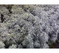 Artemisia annua (Dolce Annie Assenzio) 250+ grani: grani