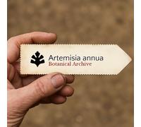 Artemisia annua SEEDS - - SEMI Assenzio dolce | Artemisia annuale
