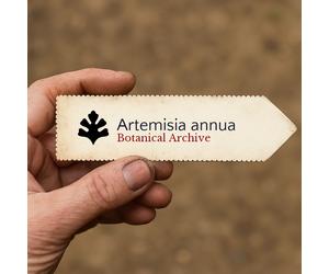 Artemisia annua SEEDS - - SEMI Assenzio dolce | Artemisia annuale