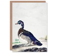 Artery8 Aert Schouman Art Card Wood Duck Vintage Bird Oil Painting