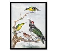 Artery8 Aert Schouman Four Different Birds on a Branch Framed Wall Art Print Home Décor A4