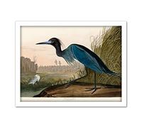 Artery8 Audubon Birds America Blue Crane Artwork Framed Wall Art Print 18X24 Inch Uccelli Blu Parete