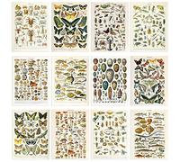 Artery8 Collection of Vintage Millot Encyclopedia Mushrooms Insects Butterflies Beetles Set of 12 Unframed Wall Art Prints Bathroom Bedroom Aesthetic Illustrations A4
