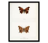 Artery8 Denton Question Mark Butterfly Vintage Illustration Framed Wall Art Print Home Décor A4