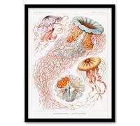 Artery8 Ernst Haeckel Lions Mane Jellyfish Illustration Framed Wall Art Print Home Décor A4