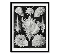 Artery8 Ernst Haeckel Sea Snail Shells Vintage Illustration Framed Wall Art Print Home Décor A3