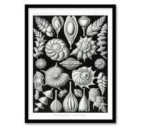 Artery8 Ernst Haeckel Thalamophora Forams Shells Framed Wall Art Print Home Décor A3