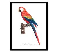 Artery8 Francois Levaillant Scarlet Macaw Parrot Framed Wall Art Print Home Décor A3