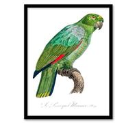 Artery8 Francois Levaillant The Southern Mealy Amazon Parrot Framed Wall Art Print Home Décor A3