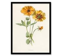Artery8 Frederick Edward Hulme Coreopsis Tickseed Flower Framed Wall Art Print Home Décor A4