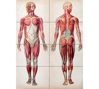 Artery8 Human Body Anatomy Muscles XL Giant Panel Poster (8 Sections) Manifesto
