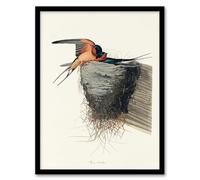Artery8 John James Audubon Birds of America Barn Swallow Framed Wall Art Print Home Décor A3