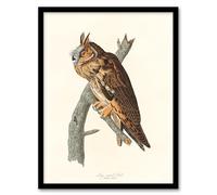 Artery8 John James Audubon Birds Of America Long Eared Owl Framed Wall Art Print Home Décor A3