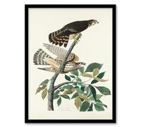 Artery8 John James Audubon Birds of America Pigeon Hawk Framed Wall Art Print Home Décor A4