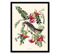 Artery8 John James Audubon Birds of America Piping Flycatcher Framed Wall Art Print Home Décor A4