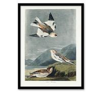 Artery8 John James Audubon Birds of America Snow Bunting Framed Wall Art Print Home Décor A3